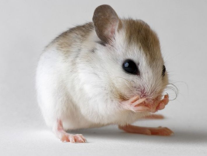 rata
