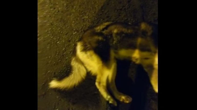 PERRITO
