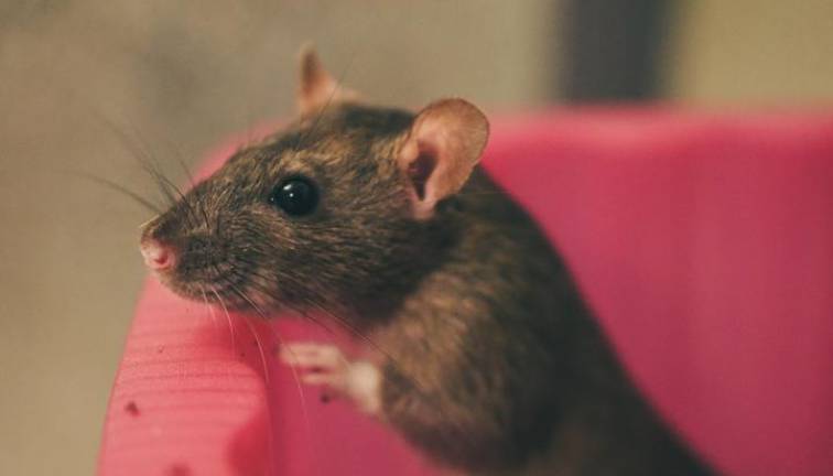 hair-sweet-mouse-animal-cute-pet-7885_21-2513958_20220714225410
