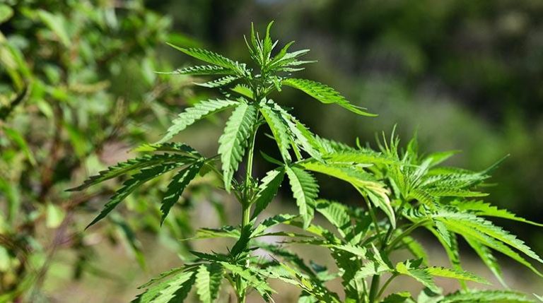 marihuana_2