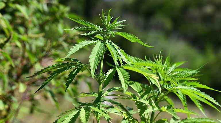marihuana_2