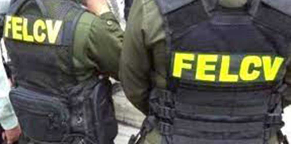 felcv-1