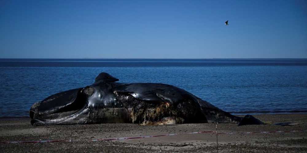 ballena-muerta