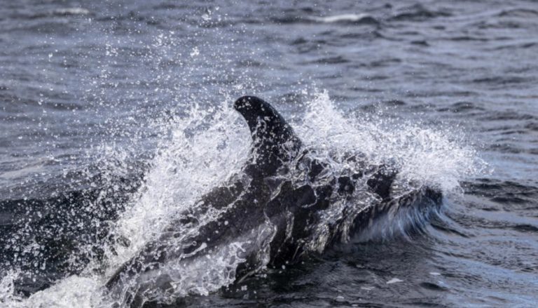 delfin