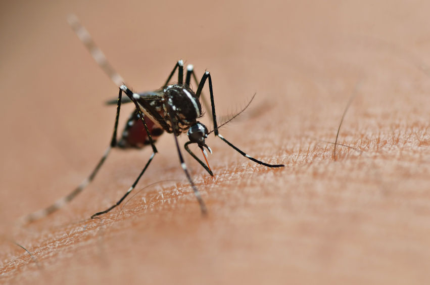 Mosquito Bite