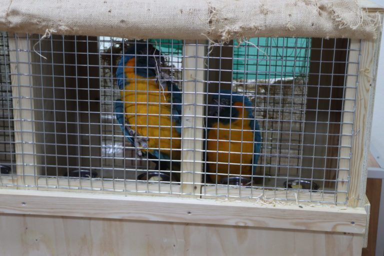 paraba_barba_azul