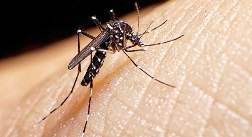 dengue_1_0