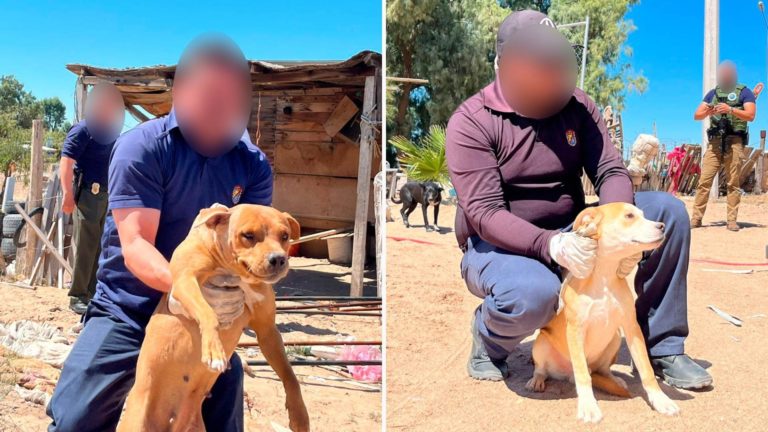 rescatan-perros-caso-zoofilia-mexicali