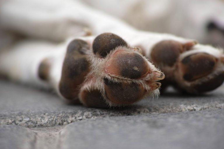 patitas_de_un_can