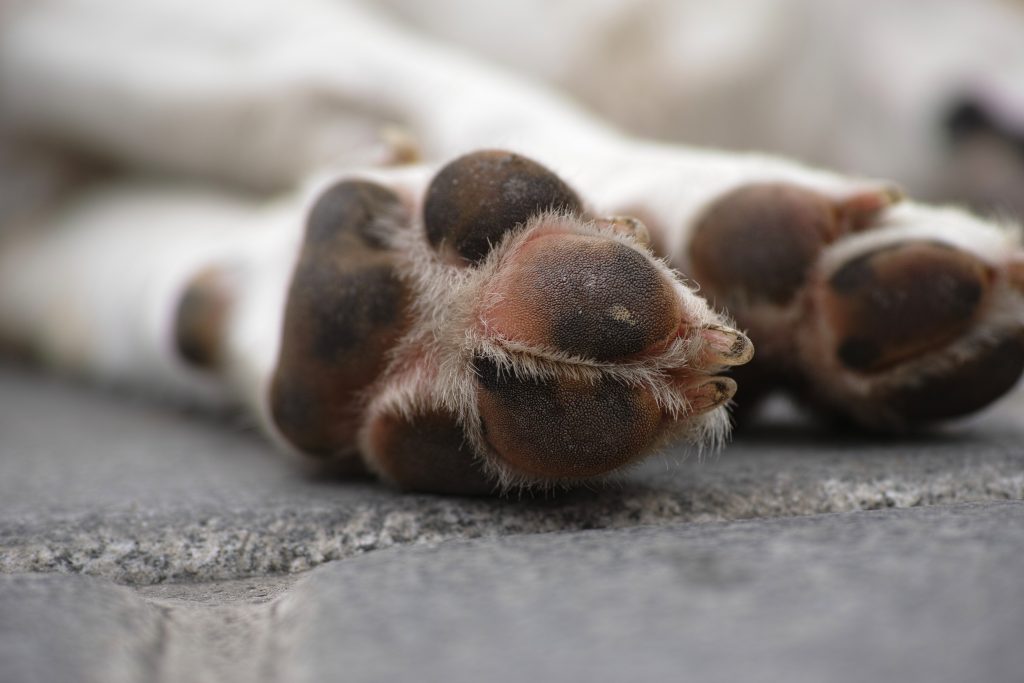 patitas_de_un_can