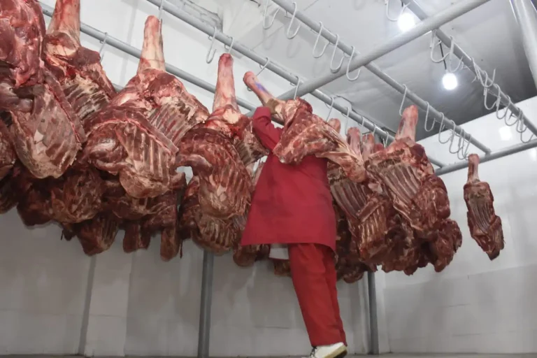 carne-1536x1024