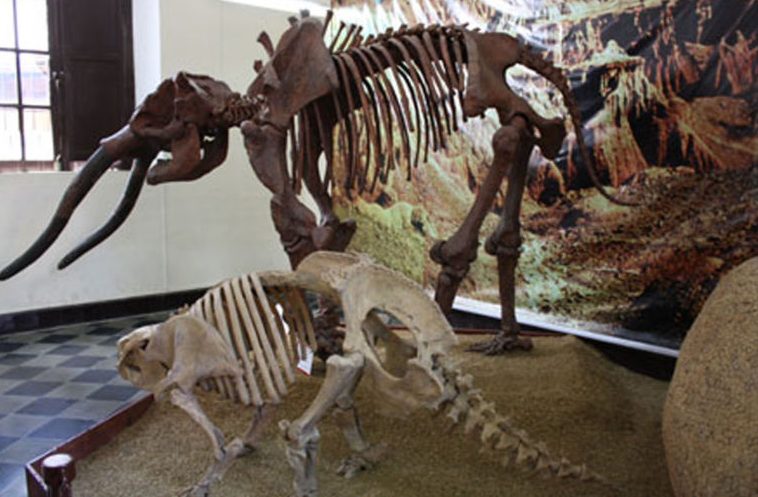 Museo-paleontologico-Tarija-LV-e1657845909736